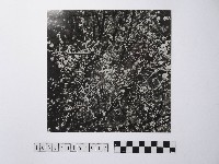 黃則修攝開花的樹木藏品圖，第1張