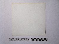 黃則修攝開花的樹木藏品圖，第2張