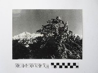 黃則修攝高山風情藏品圖，第1張