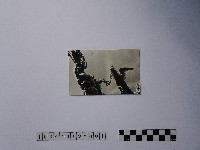 黃則修攝剪粘龍飾藏品圖，第1張