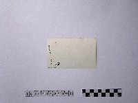 黃則修攝剪粘龍飾藏品圖，第2張