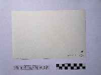 黃則修攝晒網藏品圖，第2張