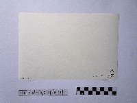 黃則修攝晒網藏品圖，第2張