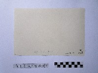 黃則修攝晒網藏品圖，第2張