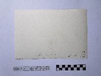 黃則修攝晒網藏品圖，第2張