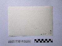 黃則修攝晒網藏品圖，第2張