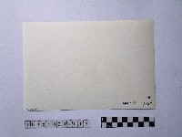 黃則修攝晒網藏品圖，第2張