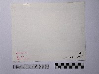 黃則修攝晒網藏品圖，第2張