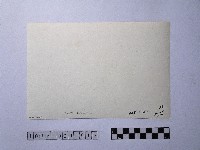 黃則修攝晒網藏品圖，第2張