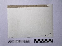 黃則修攝碧潭晨泳藏品圖，第2張