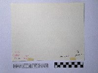 黃則修攝碧潭晨泳藏品圖，第2張