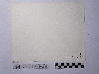 黃則修攝人山人海的岸邊藏品圖，第2張