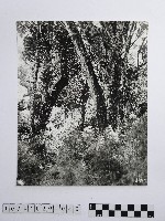 黃則修攝參天的原始巨木林藏品圖，第1張