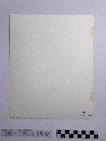 黃則修攝參天的原始巨木林藏品圖，第2張