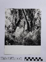 黃則修攝參天的原始巨木林藏品圖，第1張