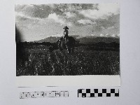 黃則修攝牧童與牛藏品圖，第1張