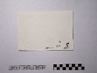 黃則修攝祭日的夜晚藏品圖，第2張