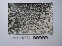 黃則修攝人群藏品圖，第1張