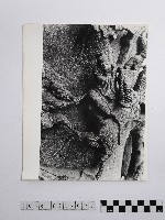 黃則修攝石雕藏品圖，第1張
