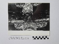 黃則修攝瓜筒藏品圖，第1張