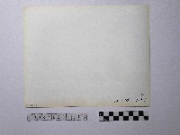 黃則修攝瓜筒藏品圖，第2張