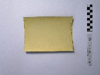 黃則修攝仙人掌藏品圖，第2張