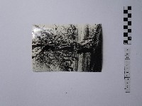 黃則修攝盤根錯節的樹木藏品圖，第1張