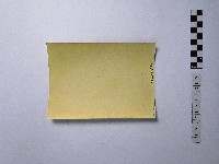 黃則修攝盤根錯節的樹木藏品圖，第2張