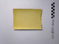 黃則修攝盤根錯節的樹木藏品圖，第2張