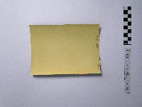 黃則修攝樹木藏品圖，第2張