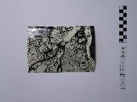 黃則修攝樹木藏品圖，第1張