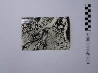 黃則修攝樹木藏品圖，第1張