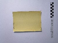 黃則修攝樹木藏品圖，第2張