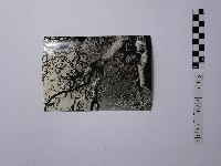 黃則修攝樹木藏品圖，第1張