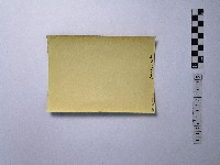 黃則修攝樹木與傳統家屋藏品圖，第2張