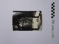 黃則修攝樹與人藏品圖，第1張