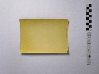 黃則修攝樹與人藏品圖，第2張