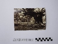 黃則修攝樹木與房子藏品圖，第1張