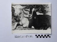 黃則修攝羊藏品圖，第1張