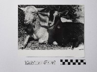 黃則修攝羊藏品圖，第1張