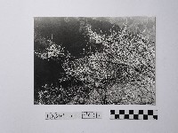 黃則修攝開花的樹木藏品圖，第1張