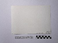 黃則修攝開花的樹木藏品圖，第2張