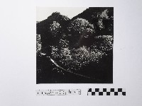 黃則修攝吊橋藏品圖，第1張