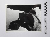 黃則修攝野柳地景藏品圖，第1張