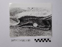 黃則修攝野柳地景風化紋藏品圖，第1張