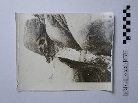 黃則修攝野柳地景藏品圖，第1張