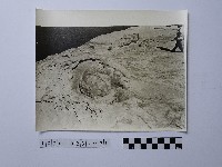 黃則修攝野柳地景藏品圖，第1張