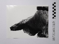 黃則修攝野柳地景藏品圖，第1張