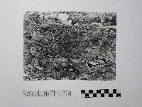 黃則修攝野柳地景藏品圖，第1張