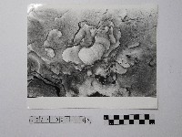 黃則修攝野柳地景藏品圖，第1張